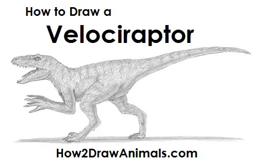Draw Velociraptor Dinosaur