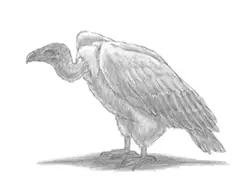 How to Draw a Vulture Bird
