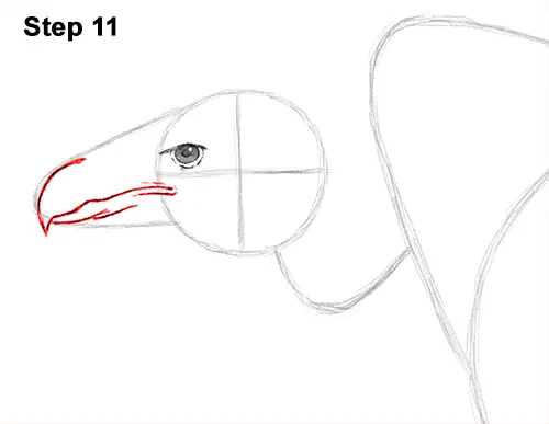 Draw Vulture Bird 11