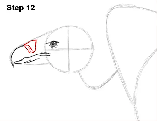 Draw Vulture Bird 12
