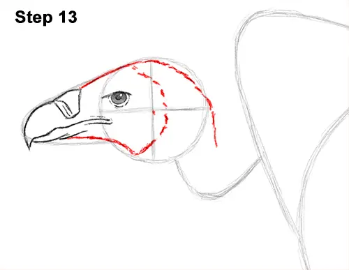 Draw Vulture Bird 13