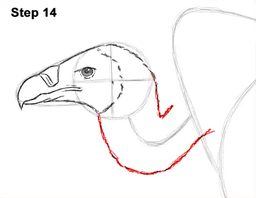 Draw Vulture Bird 14