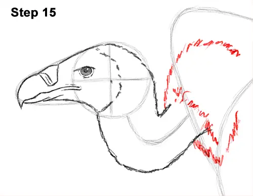 Draw Vulture Bird 15