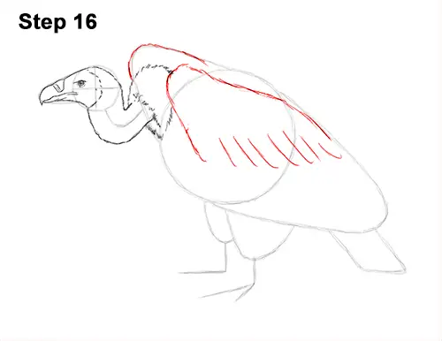 Draw Vulture Bird 16