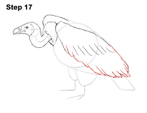 Draw Vulture Bird 17
