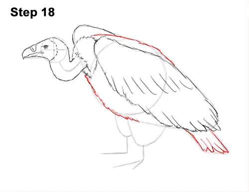 Draw Vulture Bird 18