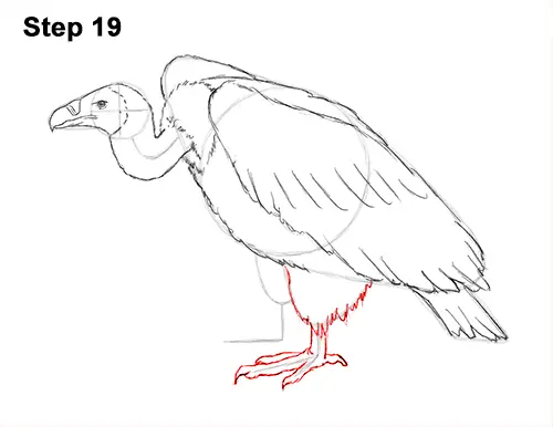 Draw Vulture Bird 19