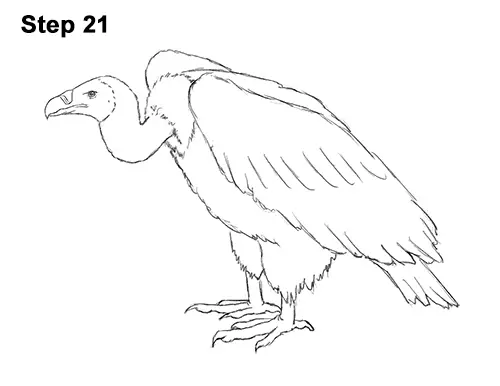 Draw Vulture Bird 21