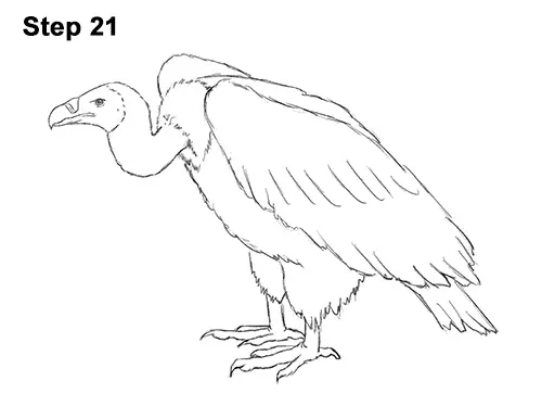 Discover more than 81 sketch of vulture - seven.edu.vn