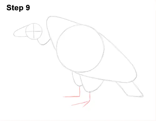 Draw Vulture Bird 9
