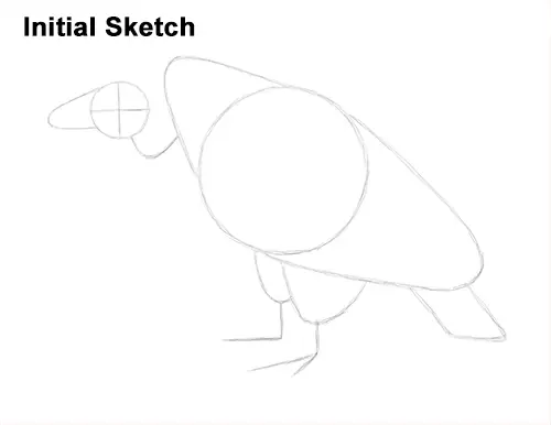 Draw Vulture Bird Initial Sketch