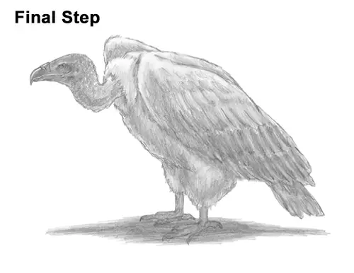 Draw Vulture Bird