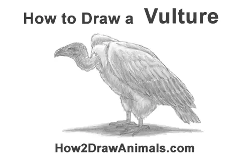 How to Draw a Vulture Bird