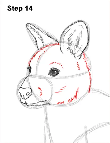 How to Draw a Red-Necked Wallaby 14