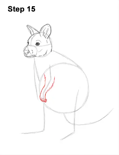 How to Draw a Red-Necked Wallaby 15