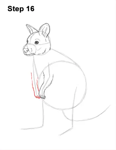 How to Draw a Red-Necked Wallaby 16