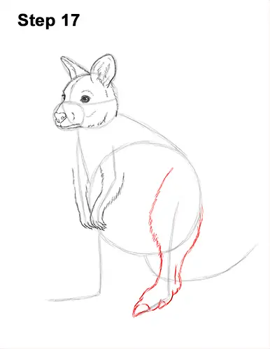 How to Draw a Red-Necked Wallaby 17