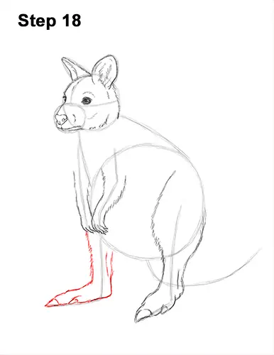 How to Draw a Red-Necked Wallaby 18