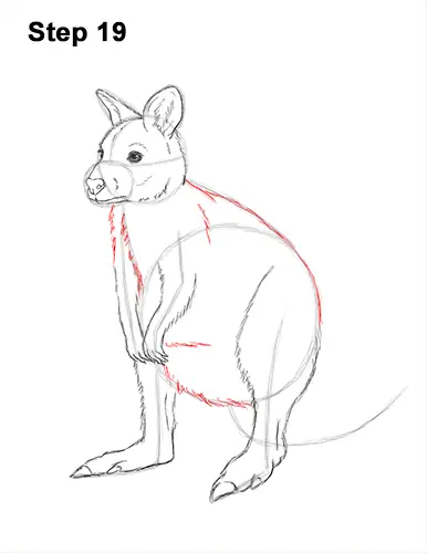 How to Draw a Red-Necked Wallaby 19