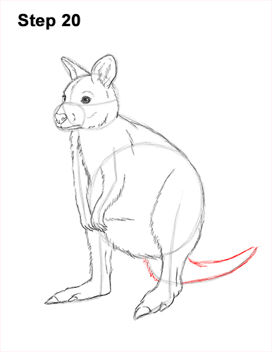 How to Draw a Red-Necked Wallaby 20