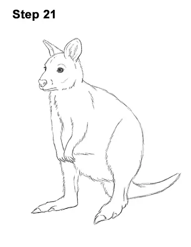 How to Draw a Red-Necked Wallaby 21
