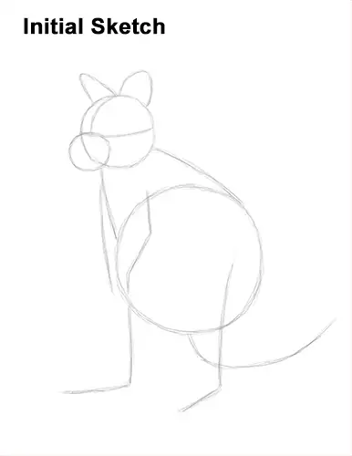 How to Draw a Red-Necked Wallaby Guide Lines