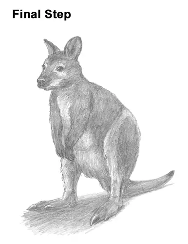 How to Draw a Red-Necked Wallaby