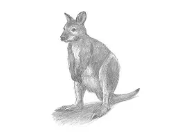 How to Draw a Red-Necked Wallaby