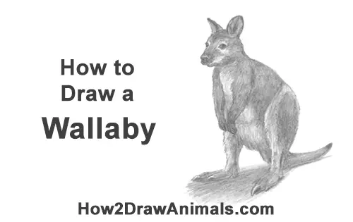 How to Draw a Red-Necked Wallaby