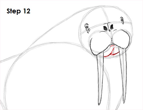 Draw Walrus 12