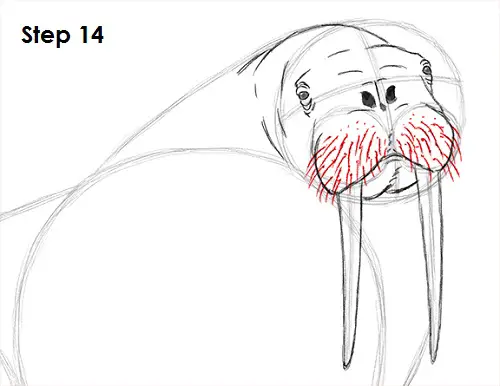 Draw Walrus 14
