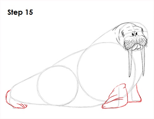 Draw Walrus 15
