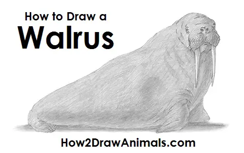 How to Draw a Walrus