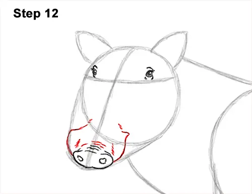 How to Draw a Common Warthog Pig 12