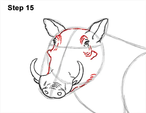 How to Draw a Common Warthog Pig 15