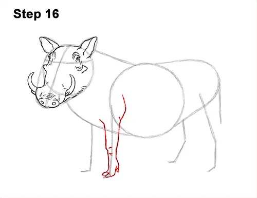 How to Draw a Common Warthog Pig 16