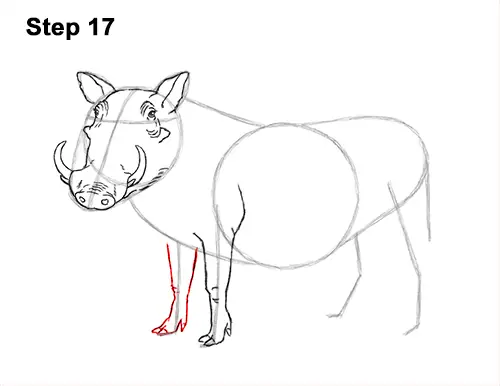 How to Draw a Common Warthog Pig 17