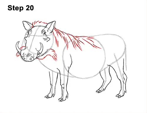 How to Draw a Common Warthog Pig 20