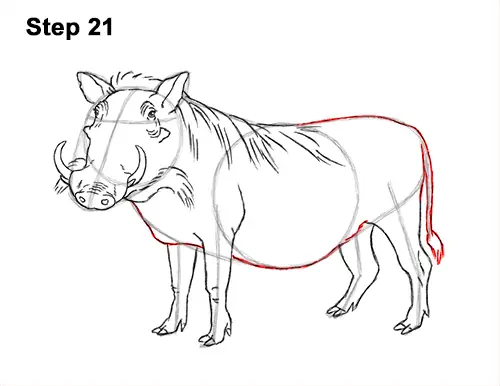 How to Draw a Common Warthog Pig 21