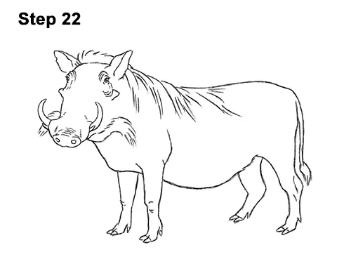 How to Draw a Common Warthog Pig 22