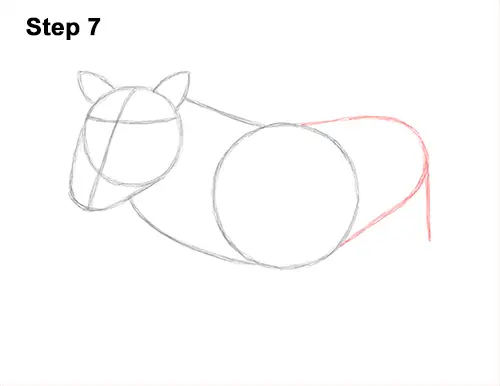 How to Draw a Common Warthog Pig 7