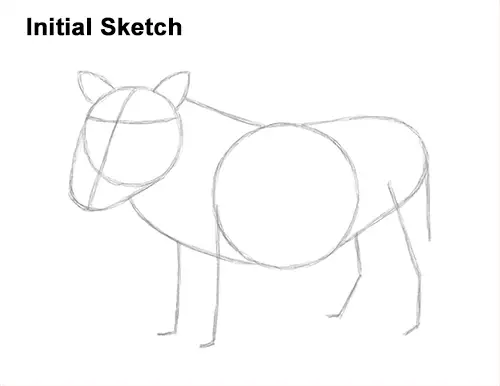 How to Draw a Common Warthog Pig Guide Lines