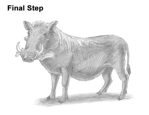 How to Draw a Common Warthog Pig