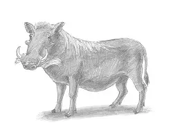 How to Draw a Common Warthog