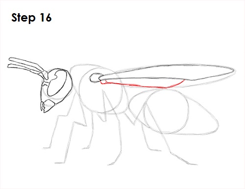 Draw Wasp 16