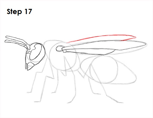 Draw Wasp 17