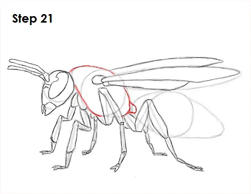 Draw Wasp 21
