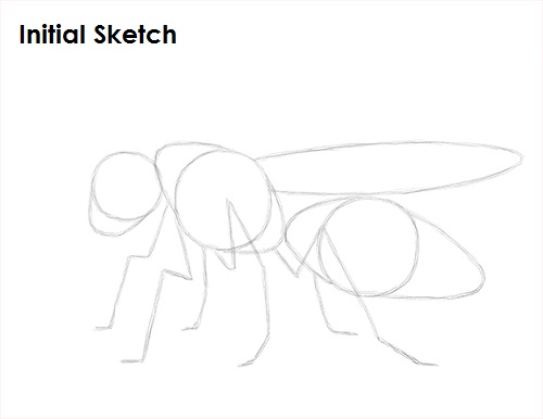 Draw Wasp Sketch