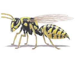 How to Draw a Wasp Yellow-Jacket Hornet