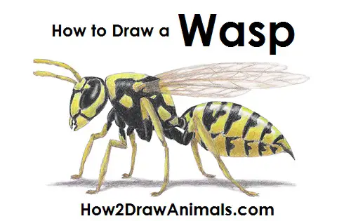 How to Draw a Wasp